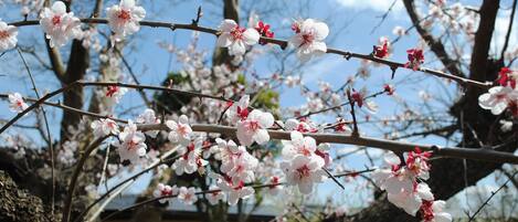 A tree with blooming white flowers against a clear sky.