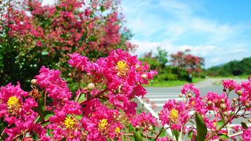 Un jardín con flores rosadas y una carretera al fondo.