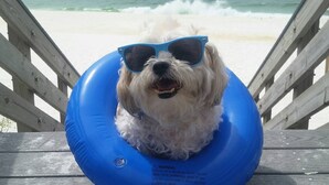 Un chien portant des lunettes de soleil, assis sur un flotteur bleu sur la plage.