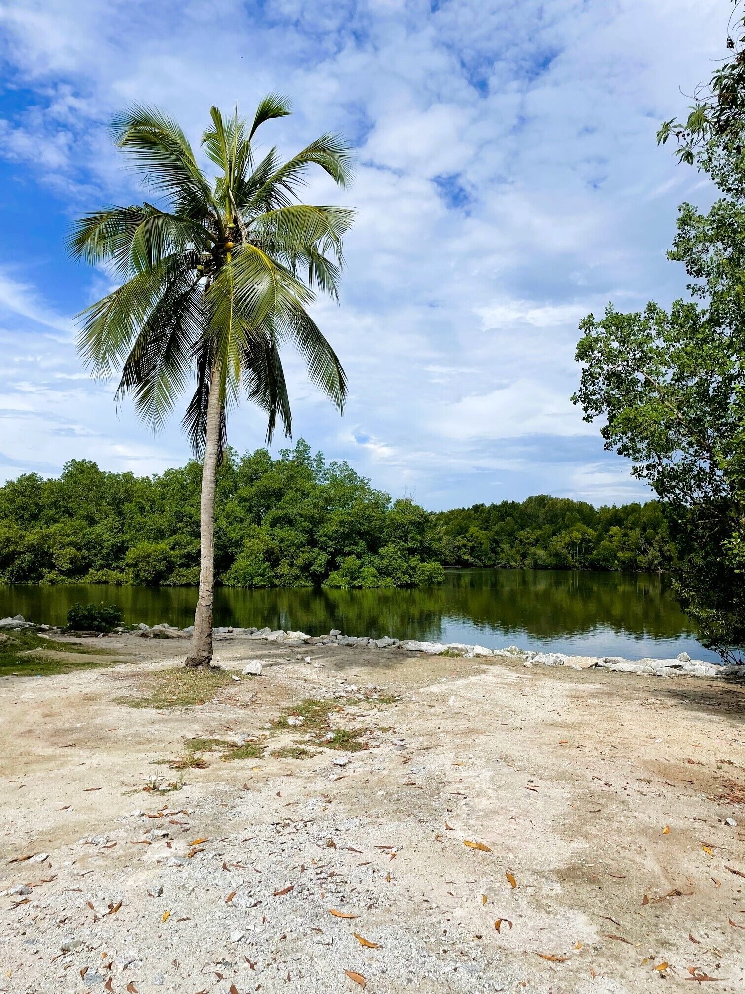 Une plage avec un palmier, une côte rocheuse et un lac paisible, le tout entouré d’une végétation luxuriante.