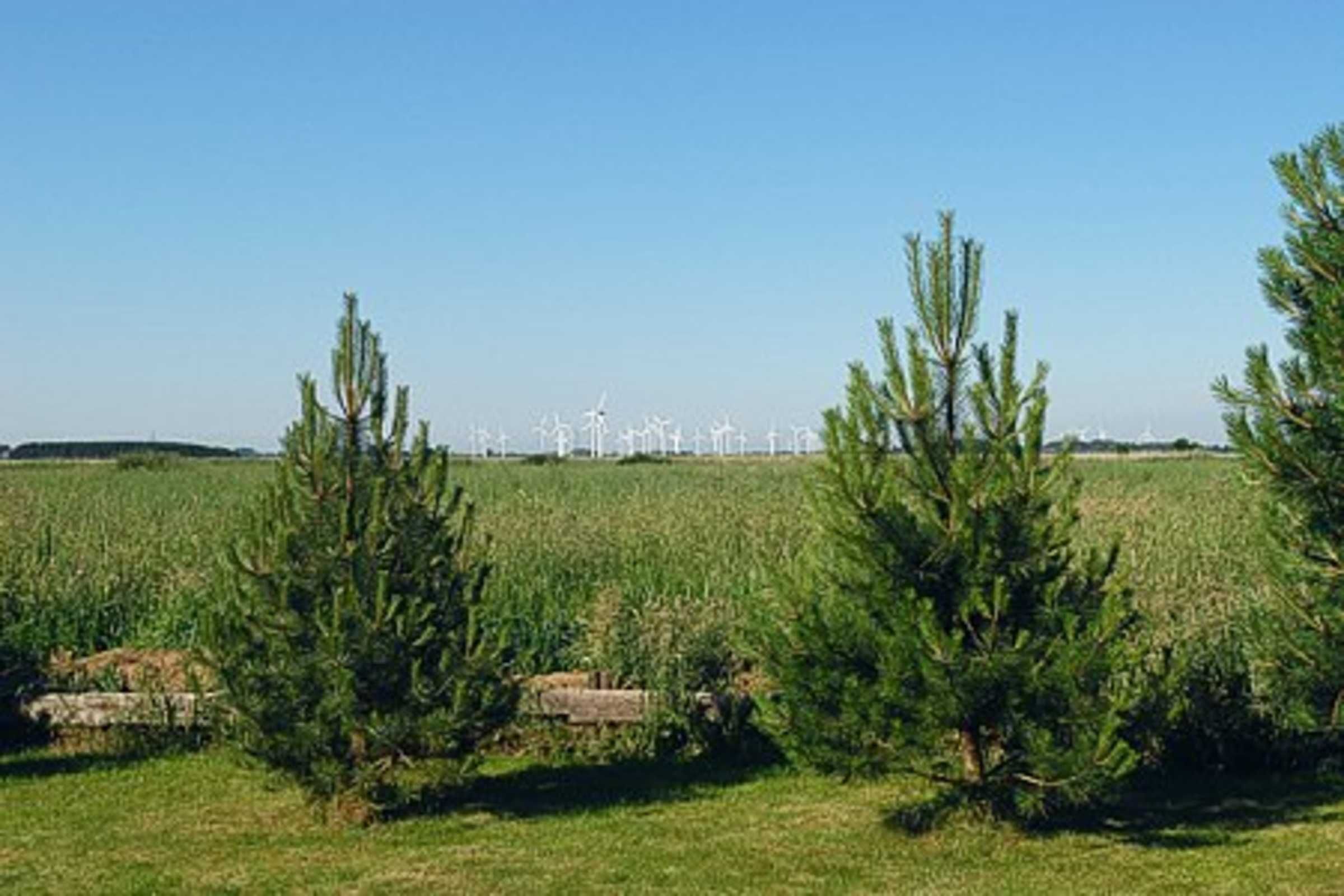 A field with several coniferous trees and wind turbines in the distance.