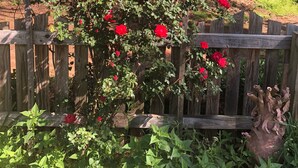 A wooden pergola with red roses and green foliage.