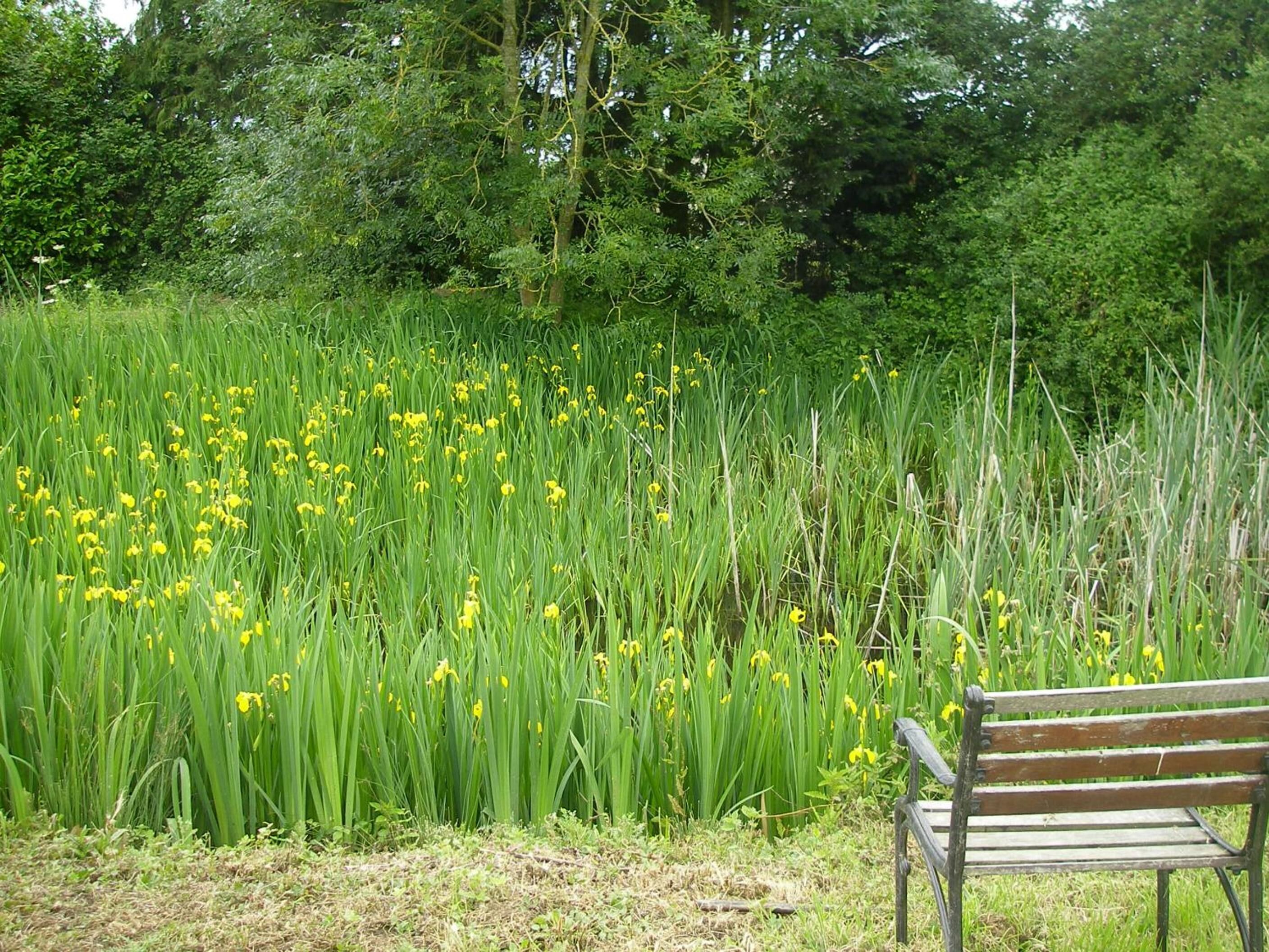 A bench in a grassy area with yellow flowers.