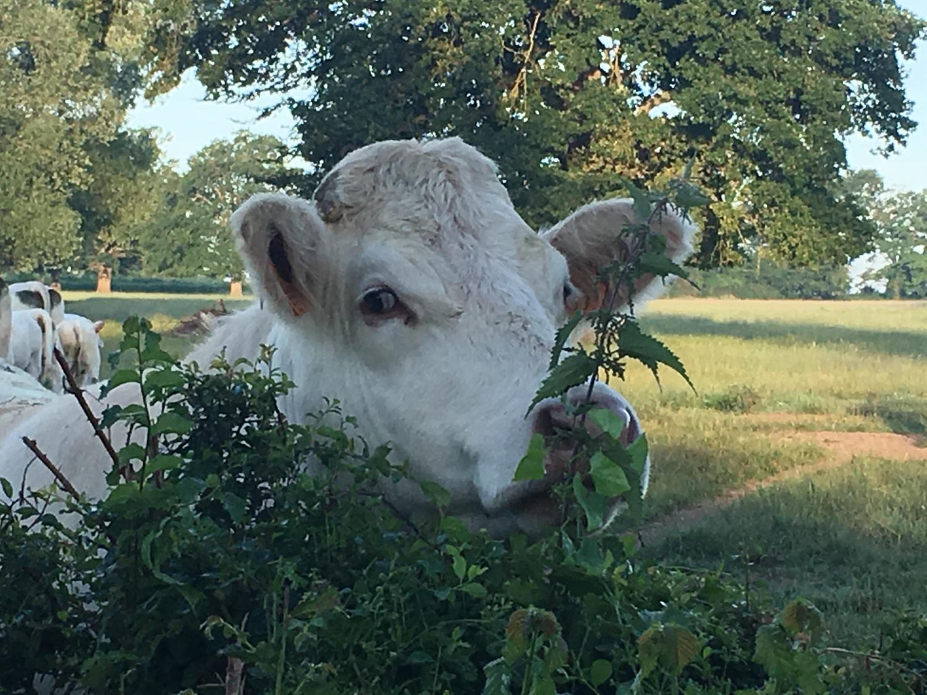 A cow grazing in a grassy field with trees in the background.