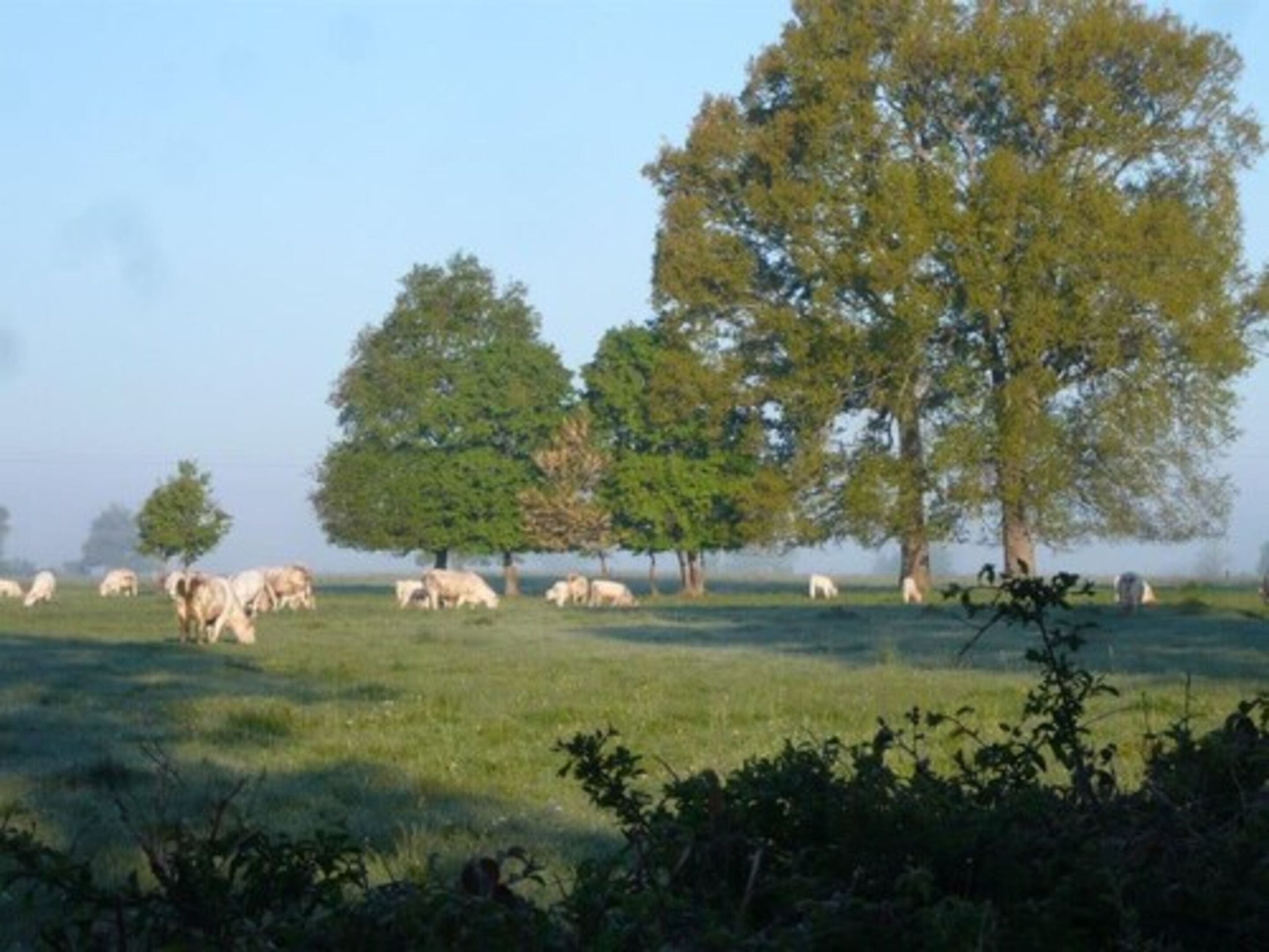 Un paysage bucolique avec des vaches qui paissent et des arbres.