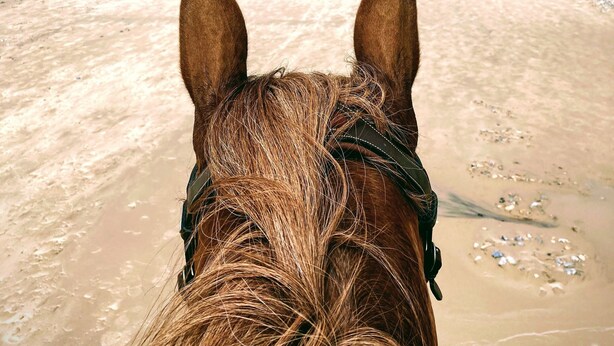 Cabeza de caballo con una playa y el océano al fondo.