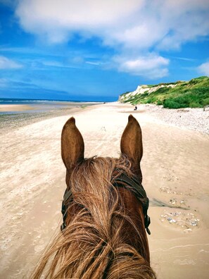 Cabeza de caballo con una playa y el océano al fondo.