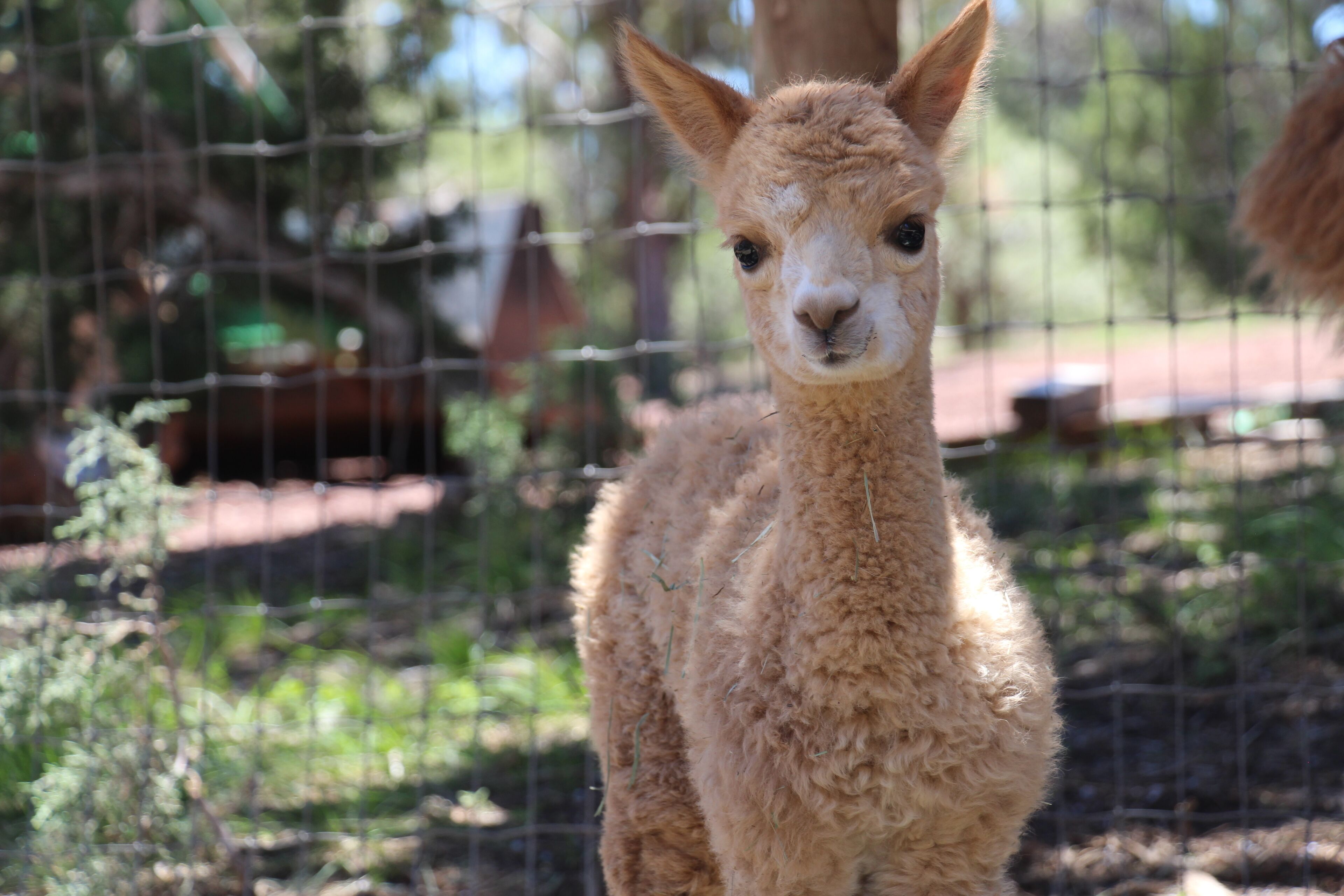 Mystic Pines Alpaca Ranch, Close to Grand Canyon