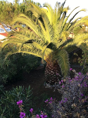 Property grounds - CORSICA - AJACCIO Charming villa with ocean views, 100 meters from the beach (APPIETTO)