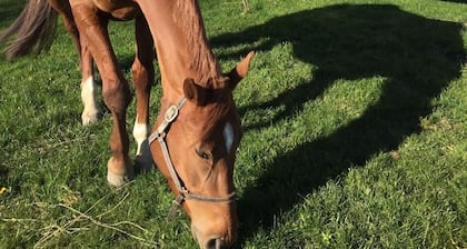 GĂźte "Majesty" 4-5 people - Equestrian gite - near sea and forest