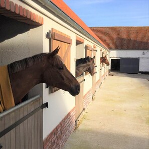Horses reside in this stable with individual stalls featuring doors and windows.