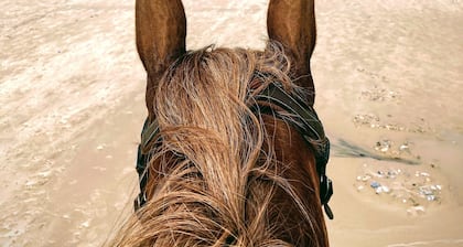 GĂźte "Majesty" 4-5 people - Equestrian gite - near sea and forest