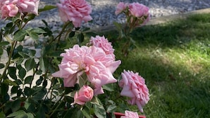 Un jardín con rosas rosadas frente a un edificio de techo rojo y paredes de piedra.