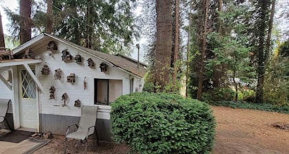 Rustic forest cabin - perfect for solo travelers who cherish privacy and quiet.