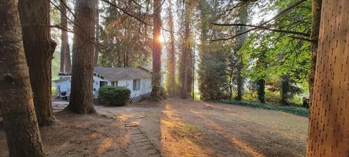 Rustic forest cabin - perfect for solo travelers who cherish privacy and quiet.
