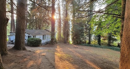 Rustic forest cabin - perfect for solo travelers who cherish privacy and quiet.