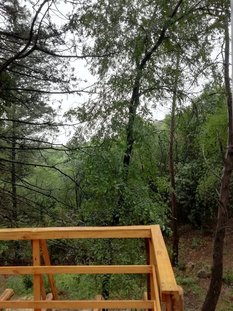 Una estructura de madera, posiblemente una terraza o plataforma, rodeada de densa vegetación y árboles.
