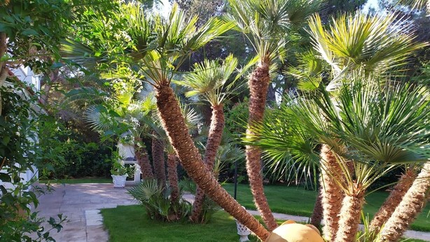 Un jardín con palmeras y una jardinera grande.