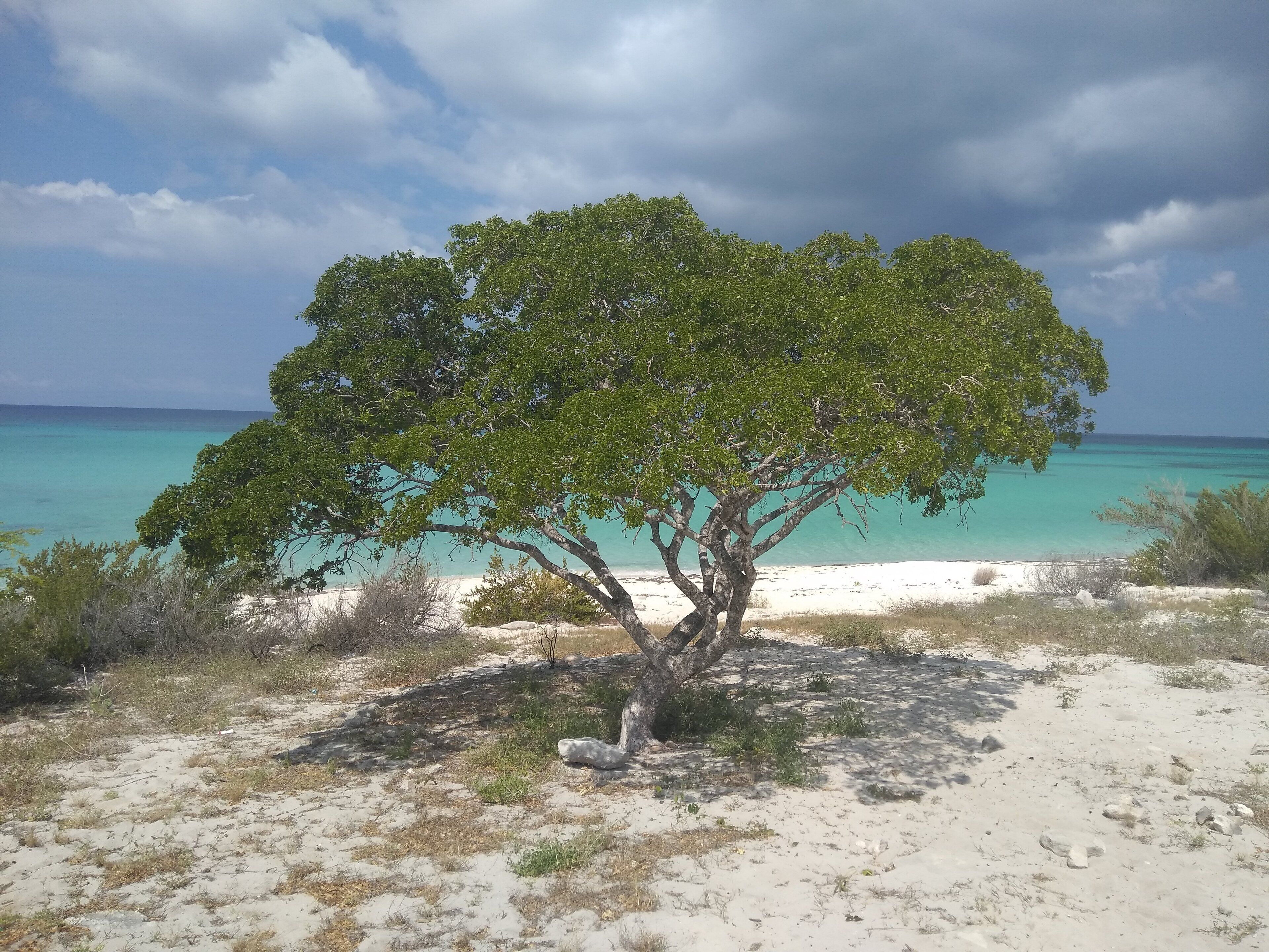 A tree on a sandy beach with clear turquoise water in the background.