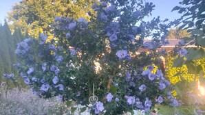 Ein Garten mit verschiedenen Blumen und Pflanzen, darunter lila Blumen und rosa Hortensien.