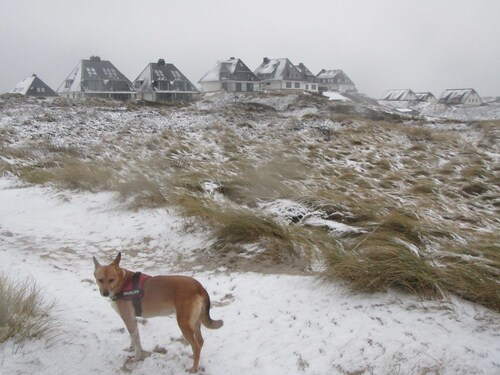 Stranddüne, Germany