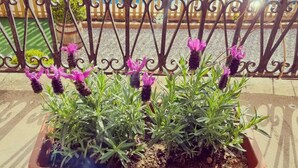 A terracotta planter with lavender plants on a balcony with a metal railing and a blue pool in the background. - House for 16 people Can Blay - private pool (Gualta)