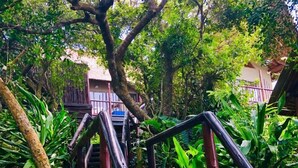Una escalera de madera rodeada de abundante vegetación, que conduce a un edificio con techo de paja.