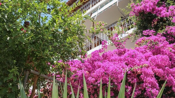 A building with balconies and a tree with green leaves and pink flowers. - Vaya Zorba Studios (Skiathos)
