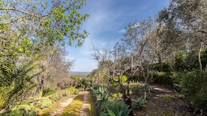 Un sendero en un jardín con diversas plantas y árboles, que conduce a una vista distante.