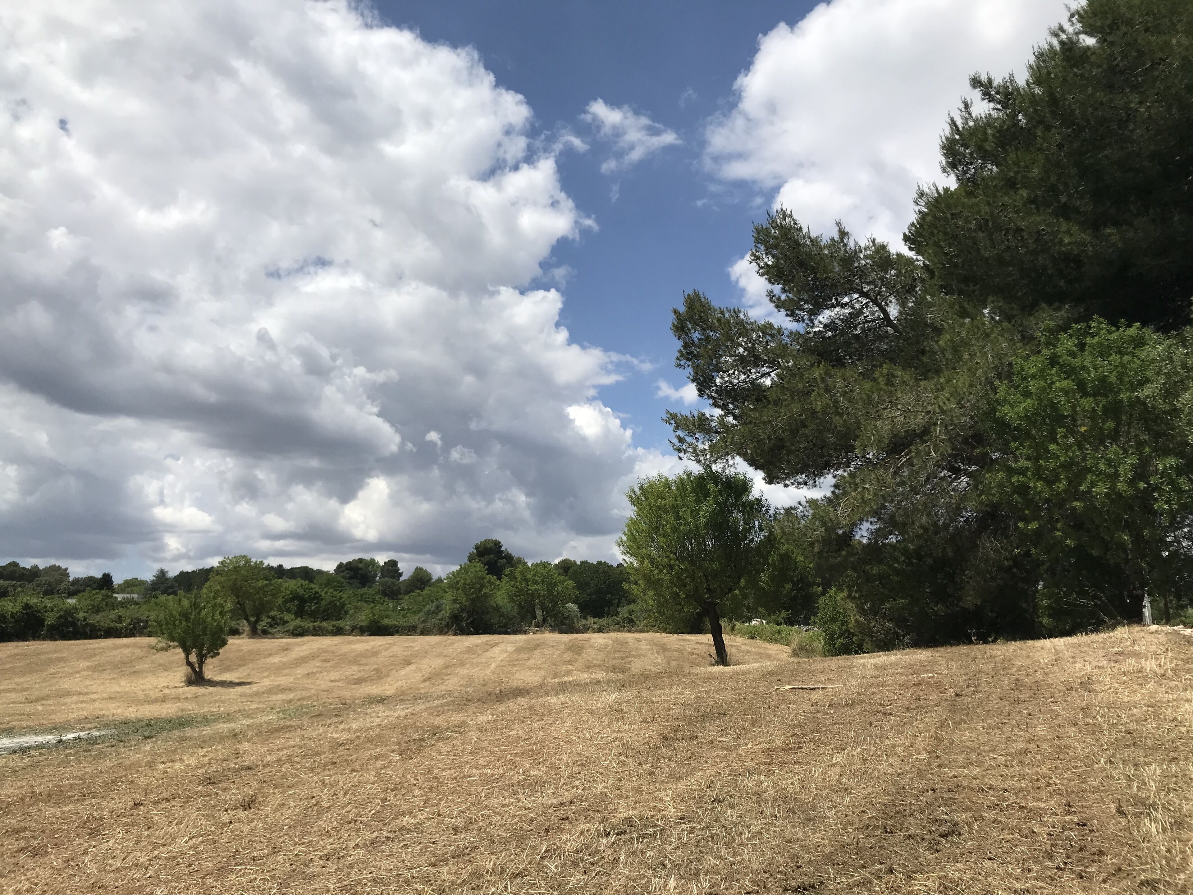 Un champ aride et herbeux, parsemé d’arbres, sous un ciel partiellement nuageux.