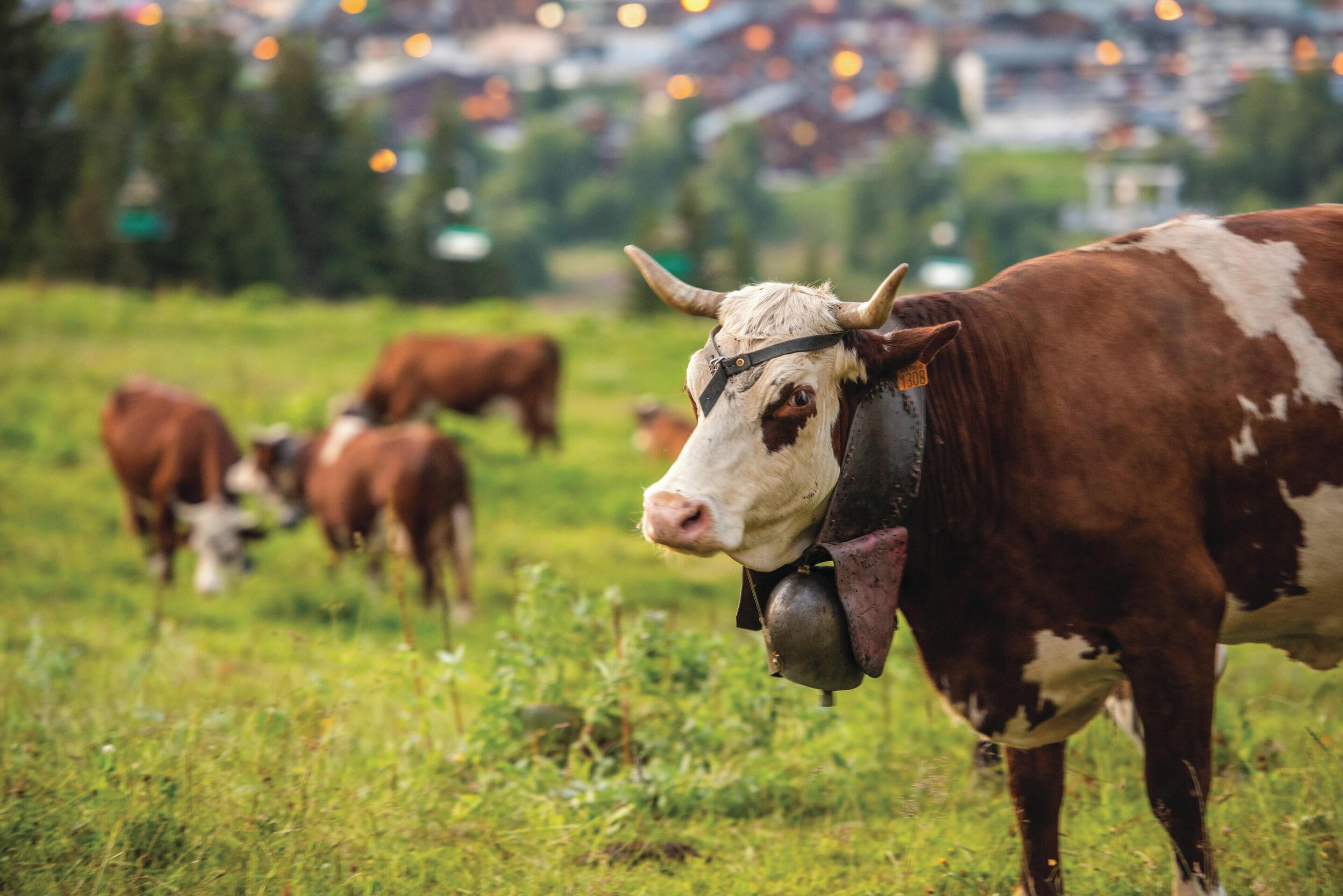 Uma vaca com um sino em um campo gramado, com outras vacas ao fundo.
