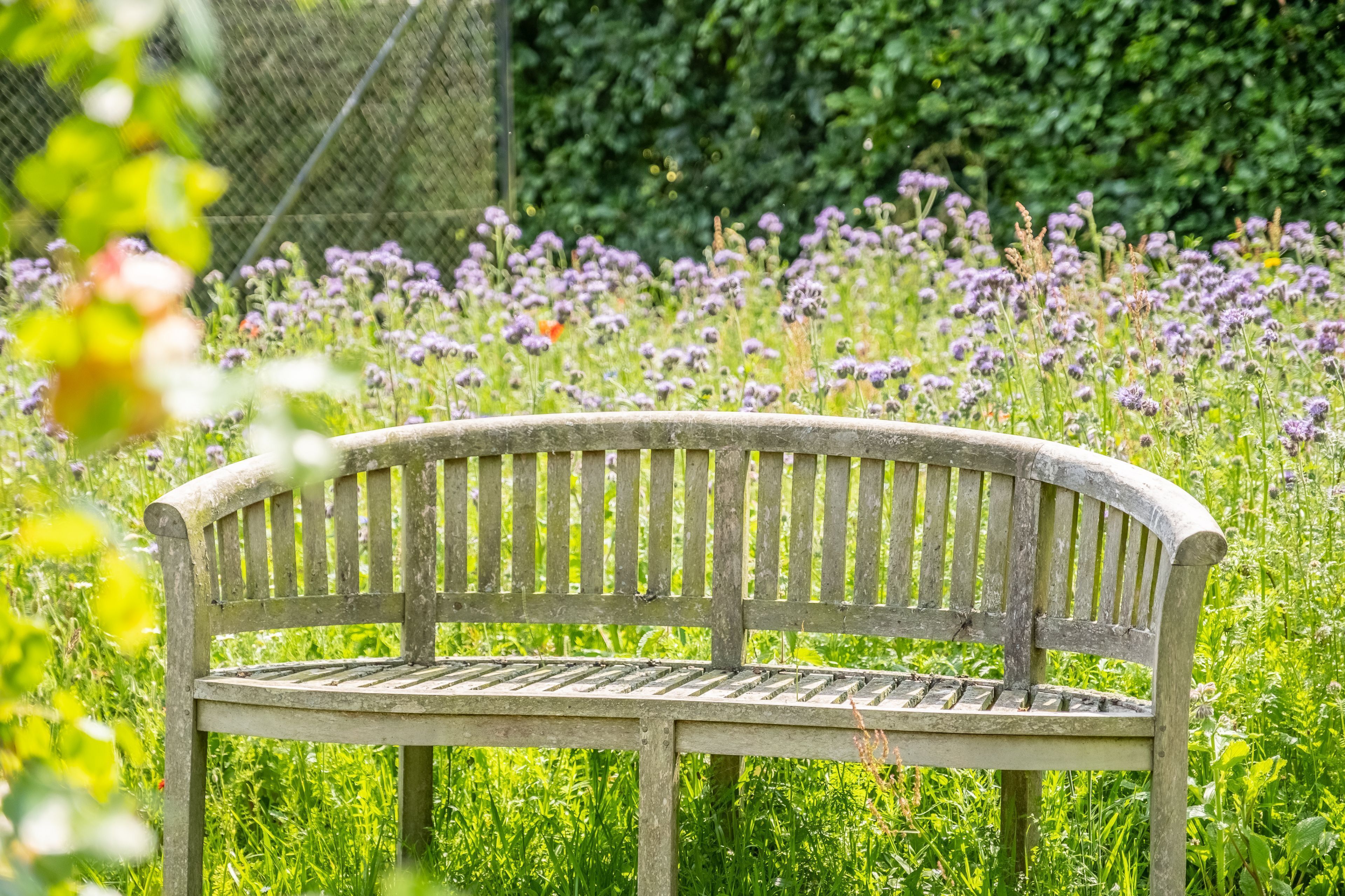 Een houten bank in een tuin met weelderige begroeiing en paarse bloemen.