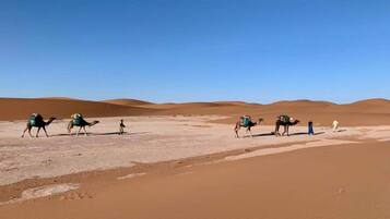 Basic Tent, 1 Katil Kelamin (Double) atau 2 Katil Bujang (Single) | Ruang tamu