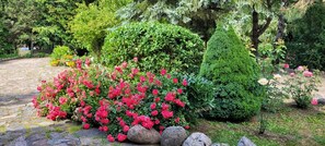 Un jardín con diversas plantas y un banco.