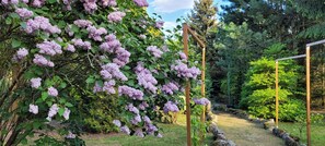 A garden with a wooden pergola and a pathway.