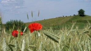 Ein Feld mit Weizen und roten Klatschmohnblumen, ein Hügel mit Kühen und ein Baum.