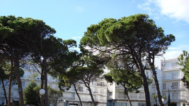 A building with multiple balconies, surrounded by well-maintained greenery and trees. - D2 Ducal Apartment with private pool (Gandia)