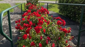 En stig kantad med röda blommor som leder fram till en vacker utsiktsplats med utsikt över en sjö och berg.