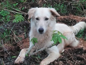 Animaux de compagnie acceptés