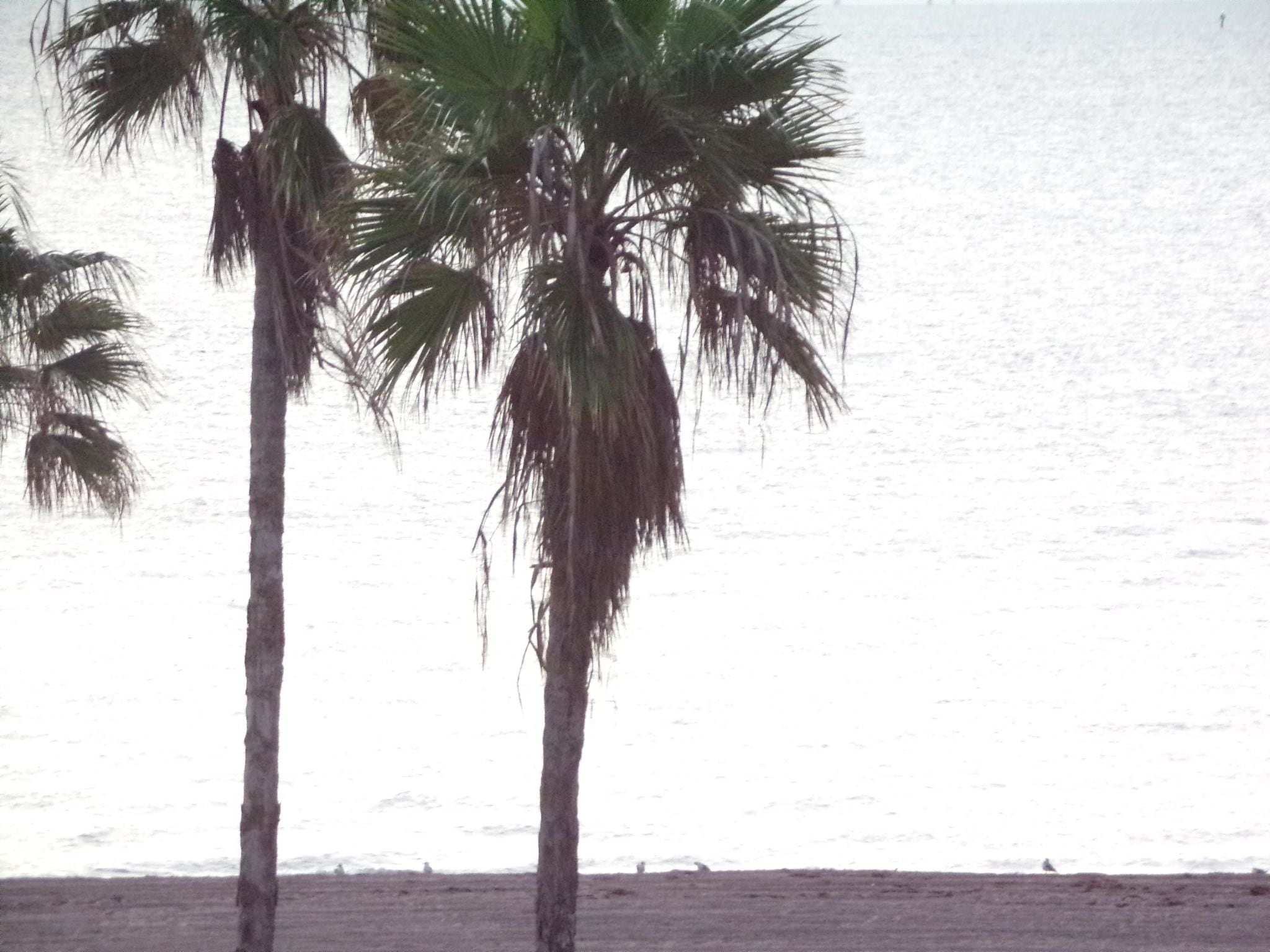 Deux palmiers sur une plage, avec l’océan en arrière-plan.