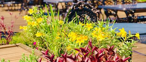 A garden area with various plants and flowers, outdoor seating with umbrellas, and a view of the sky.