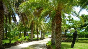 Un sentier bordé de palmiers et de plantes tropicales, qui traverse un jardin luxuriant.