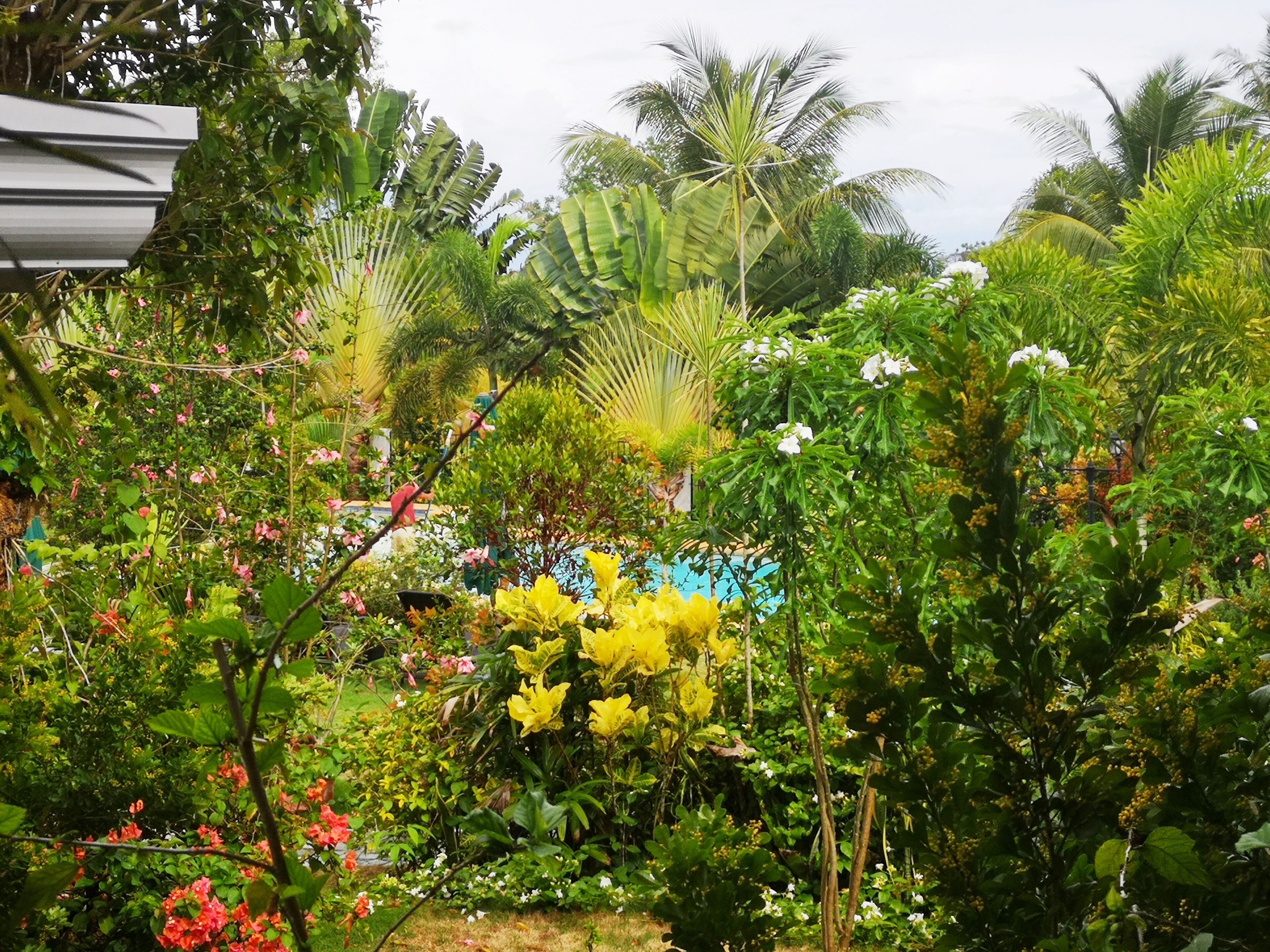 Deluxe Double Room, Garden View | Garden view