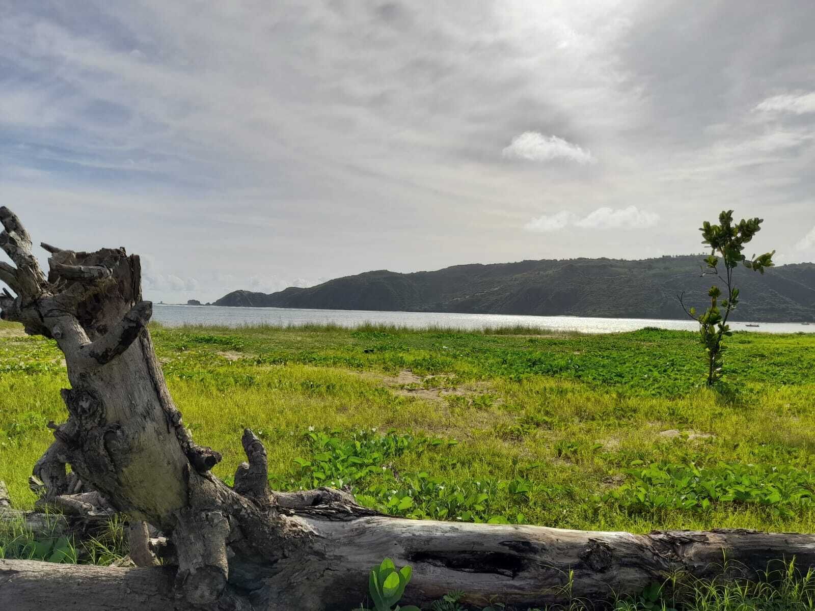 Un paisaje natural con una gran masa de agua, una zona cubierta de hierba y el tronco de un árbol en primer plano.