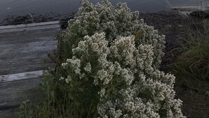Un lago tranquilo con una pequeña isla a lo lejos, rodeado de vegetación y un muelle de madera.