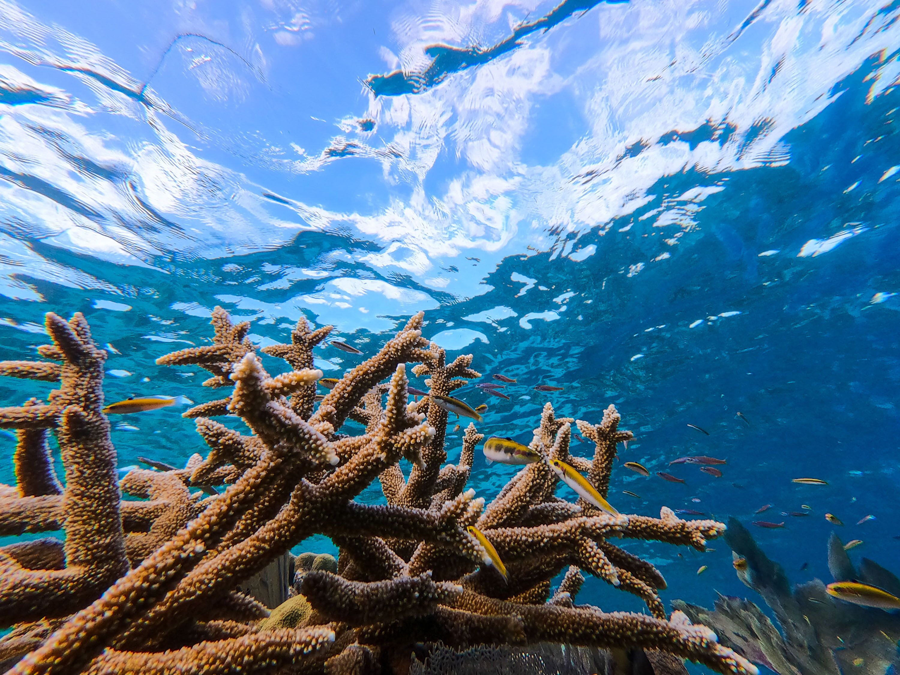 An underwater view of coral reefs with various fish swimming around.