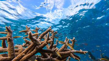 An underwater view of coral reefs with various fish swimming around.