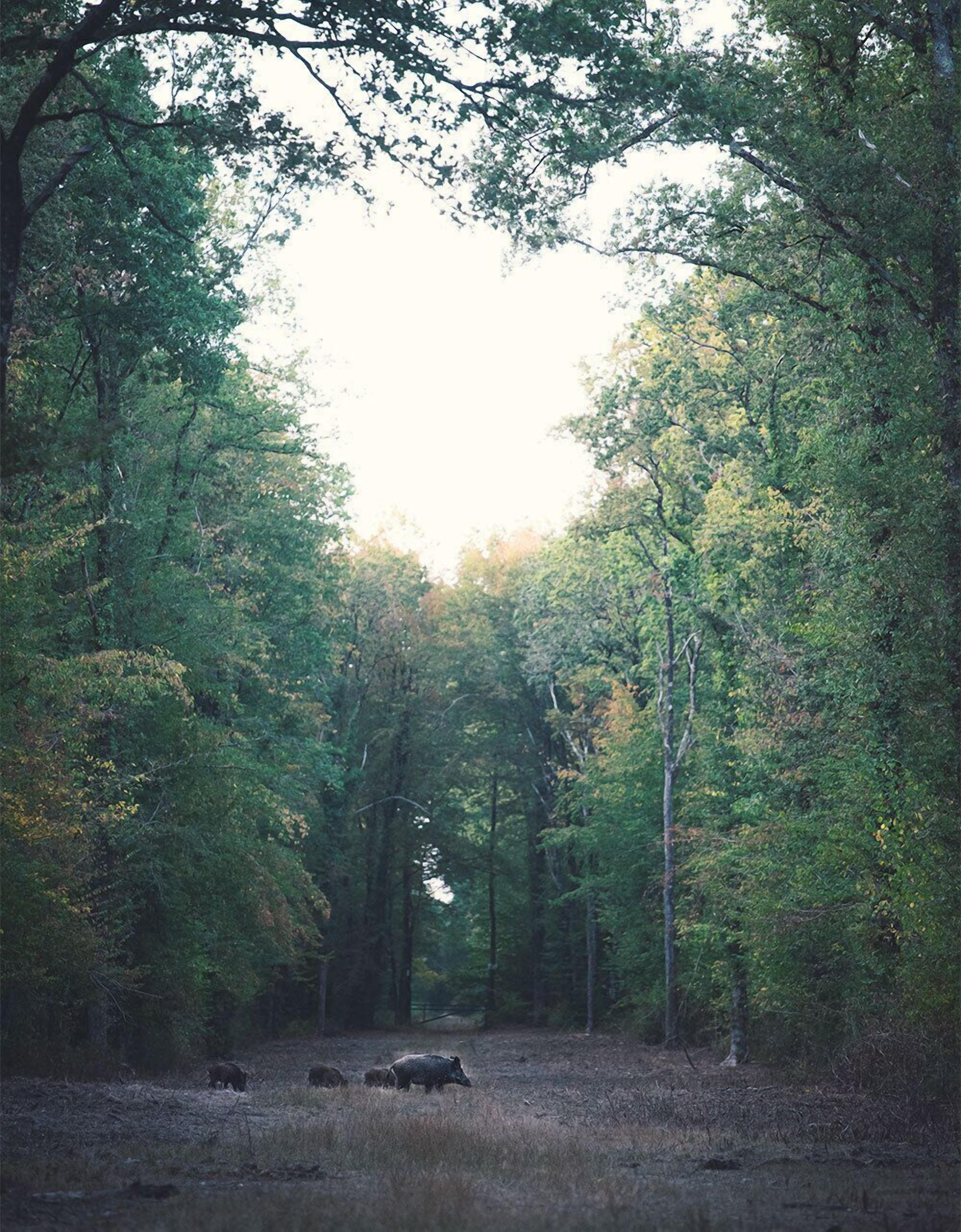 Área arborizada com árvores e um espaço aberto.