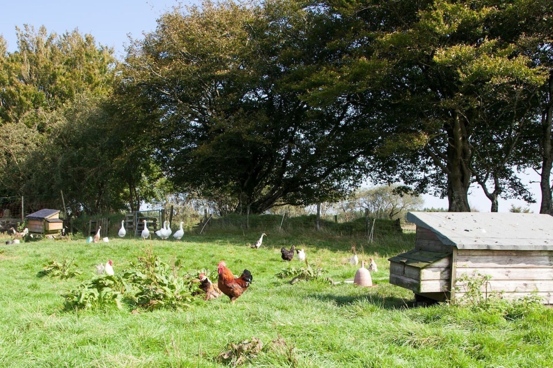 A rural farm with chickens and ducks, surrounded by trees and a wooden structure.