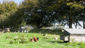 Uma quinta rural com galinhas e patos, rodeada por árvores e uma estrutura de madeira.